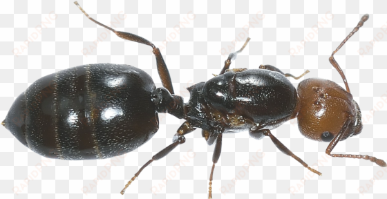 ants png images free download - ant transparent background