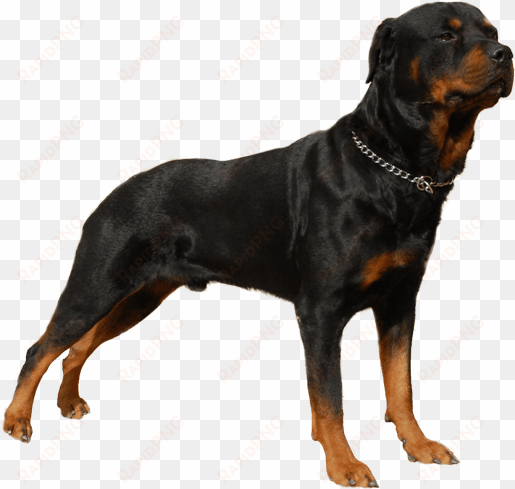 appearance of rottweiler - rottweiler dog png