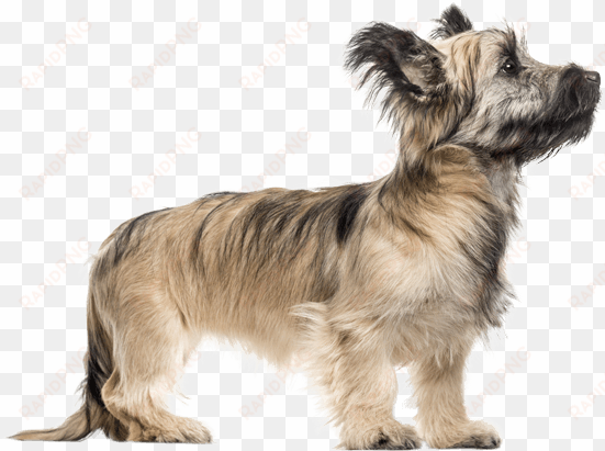 appearance of skye terrier - skye terrier
