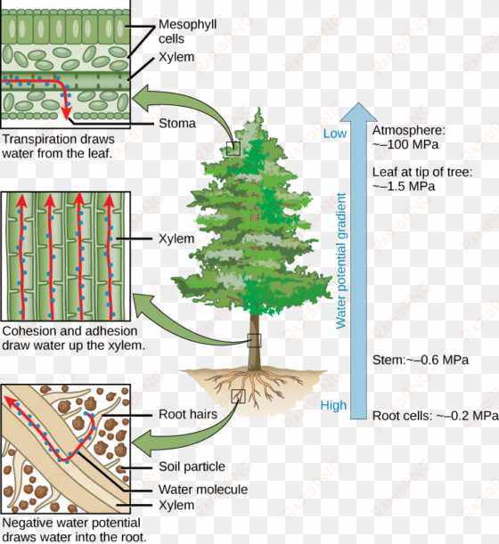 appendix 1 - - does water travel up a tree