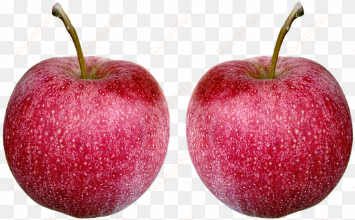 apple, fruit, juicy, food, healthy - apple