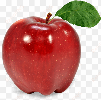 apple fruit png - apple fruit transparent