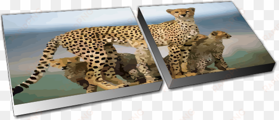 applications - african leopard