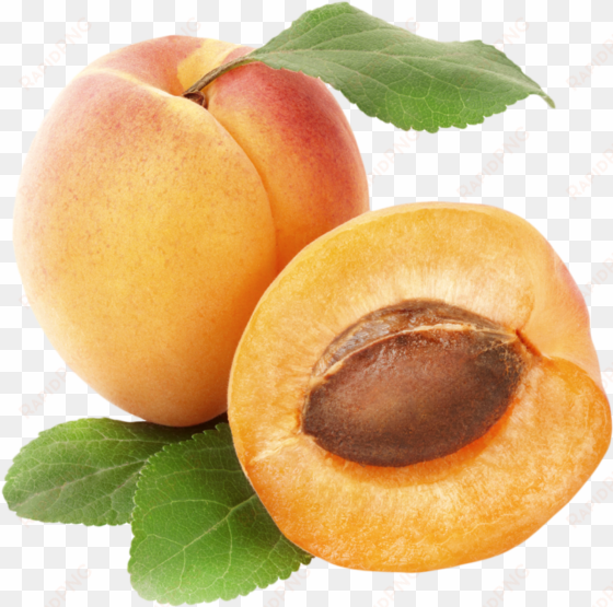 apricots png clipart best web clipart - rex orange county apricot