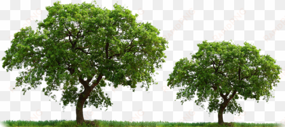 Arboles Y Flores Png - Arboles Reales En Png transparent png image