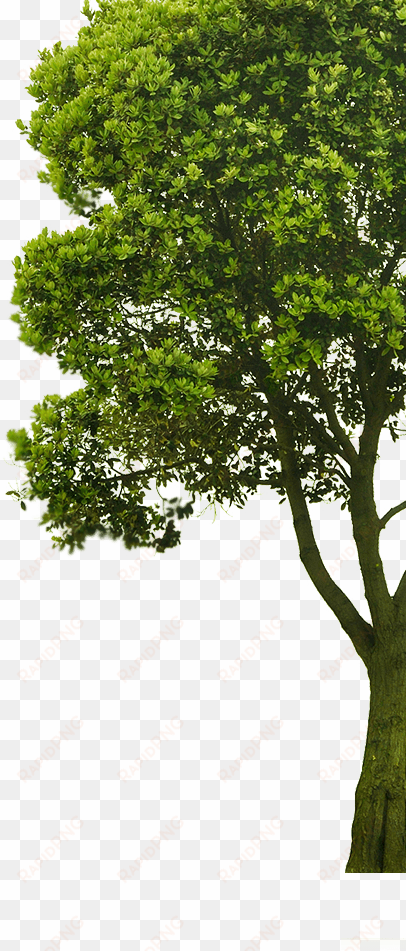 arbre2 - imagenes de arboles png