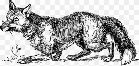 arctic fox gray wolf drawing line art - transparent fox black and white