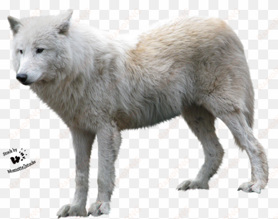 arctic fox head - cut out stock png