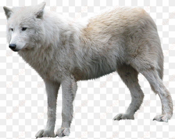 arctic wolf png