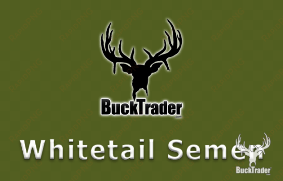 are you looking to purchase whitetail semen to introduce - white-tailed deer