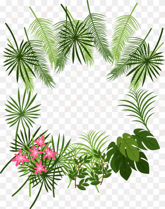 arecaceae leaf tropics plant decoration box transprent - tropical leaves border png