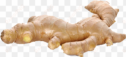 aromatic, pungent and also spicy, ginger provides a - fresh ginger ginger hd