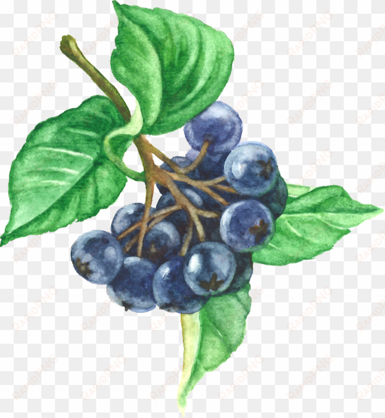 aronia berries - chokeberry