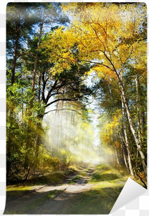 art beautiful morning in the misty autumn forest with - forest
