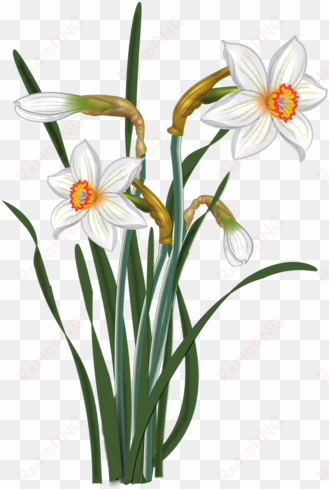 art flowers, spring flowers, painted flowers, flower - Нарцисс Клипарт На Прозрачном Фоне