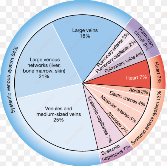 arteries which are elastic or muscular and veins which - capillary