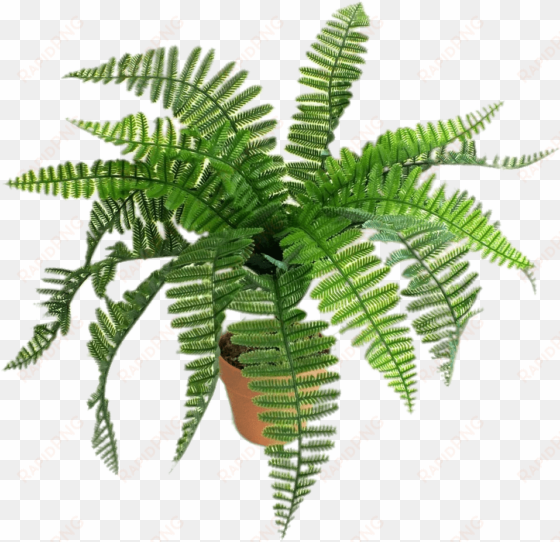 artificial fern - helechos png