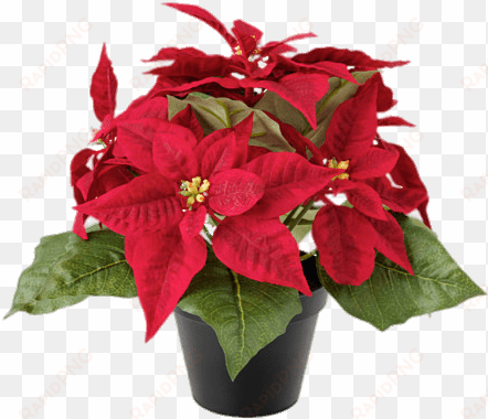 artificial poinsettias png - poinsettia plant