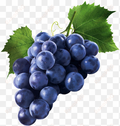 artisans & vines we are committed to sourcing spectacular - metabolic nutrition tri-pep grape 40/servings