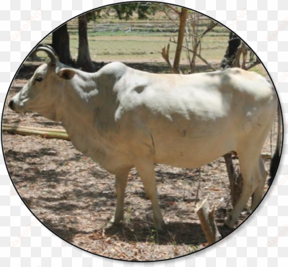 as of 01 july 2018, the total cattle inventory was - brahman and carabao are philippines