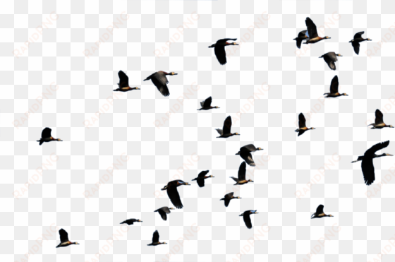 asilia rubondo bird flying - flying ducks png