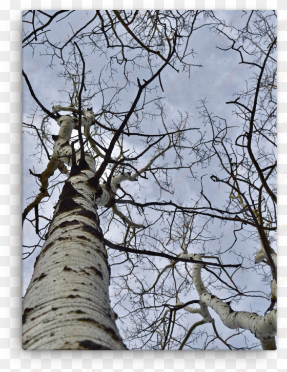 aspen trees, rocky mountains, co - colorado