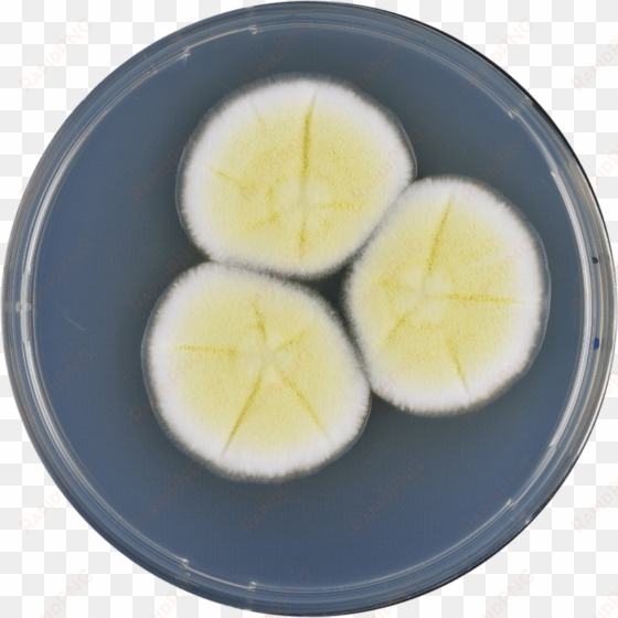 aspergillus pseudoterreus cya - boiled egg
