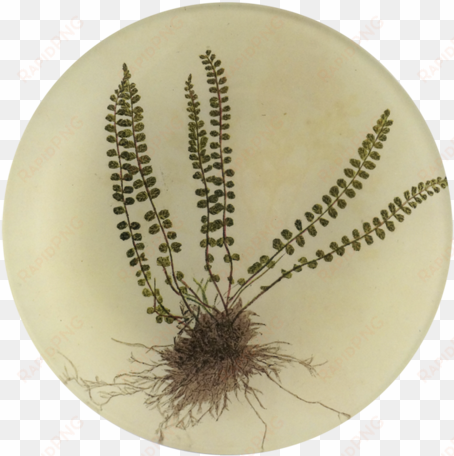 asplenium - bird's-nest fern