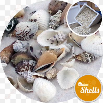 assorted medium shells- 10kg bargain box - seashell