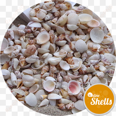 assorted sea bleached shells - sea