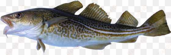 atlantic cod