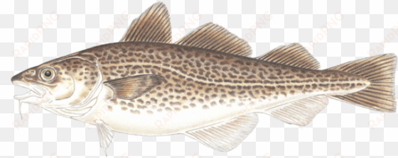 atlantic cod - fish with 3 dorsal fins