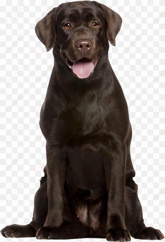 attentive chocolate labrador retreiver - capa de almofadas decorativas coloridas cachorro labrador