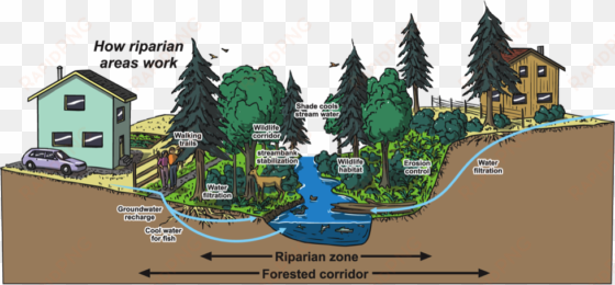 auma policy on riparian areas - riparian areas in saskatchewan