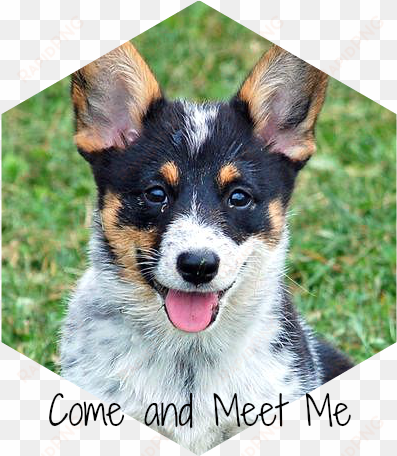 australian cattle dog corgi mix arya the corgi mix - australian cattle dog american eskimo mix