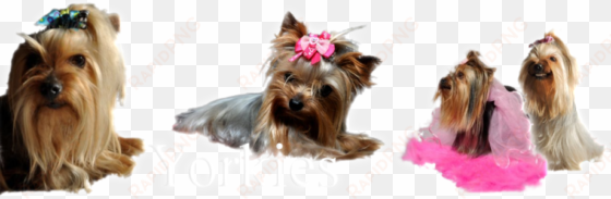 australian silky terrier