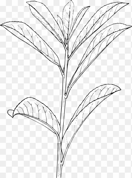 automatic laurel - shrubs plants drawing