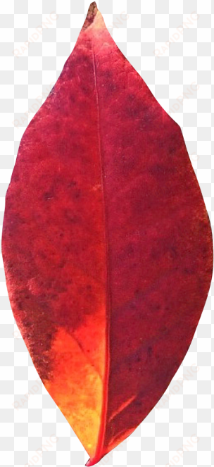 autumn leaf png transparent image - leaf