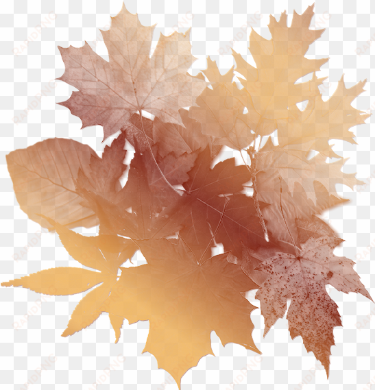 autumn leaves background - autumn paper png