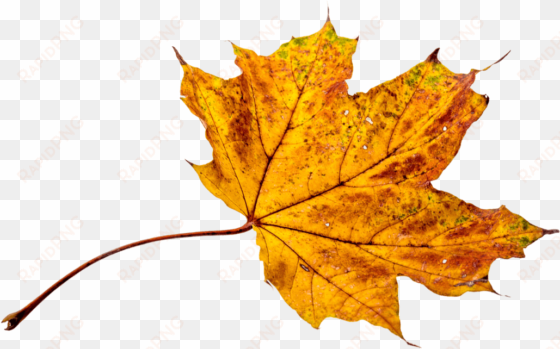 autumn, leaves, leaf, png, transparent, fall color - autumn leaves colors