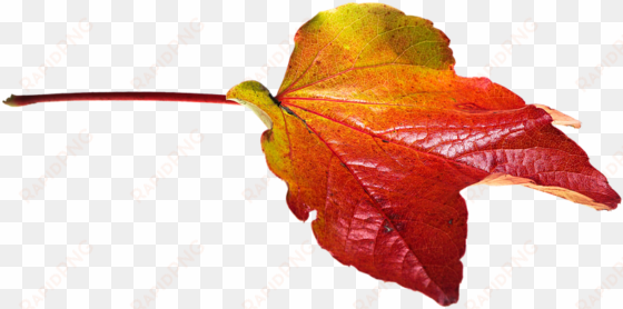 autumn, leaves, leaf, png, transparent, fall color - autumn leaves png