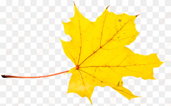 autumn, leaves, leaf, png, transparent, fall color - transparent fall maple leaves clipart