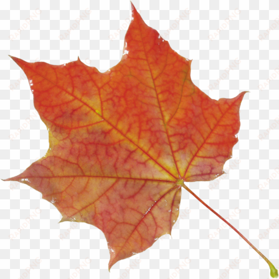 autumn leaves png images, free png yellow leaves pictures - autumn leaf png