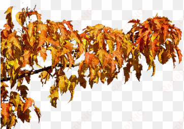 autumn tree branch - gambel oak