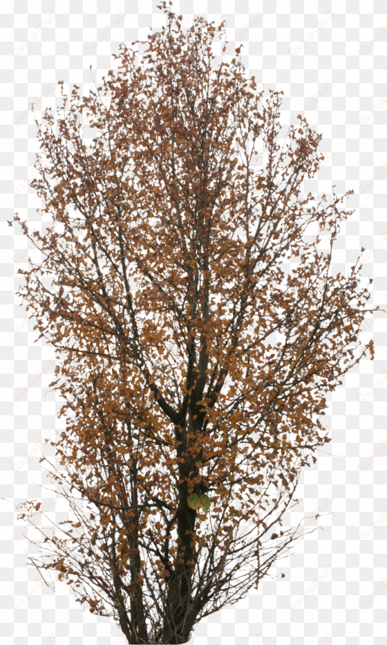 autumn trees png
