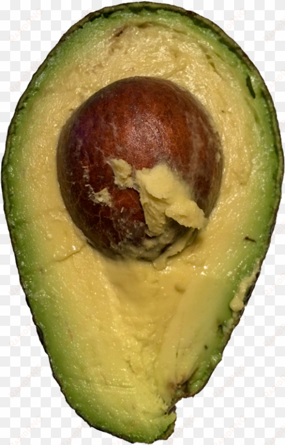 avocado transparent image - avocado png