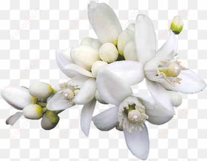 azzahár includes remains of the roman wall, first century - aroma & more neroli essential oil dilute 10% (tunisia)