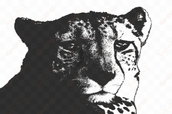 b/w cheetah - jaguar