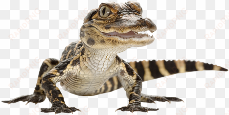 baby alligator png - lovlige reptiler i norge