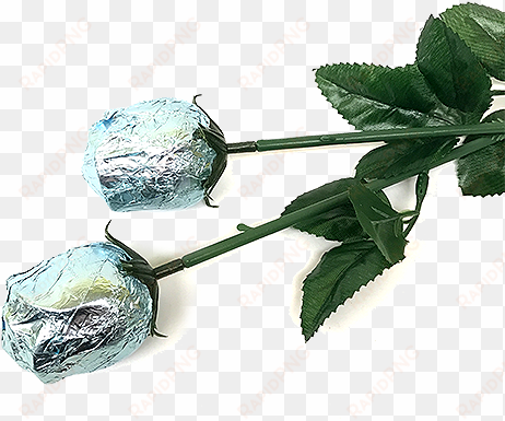 baby blue foiled belgian chocolate color splash roses - flower